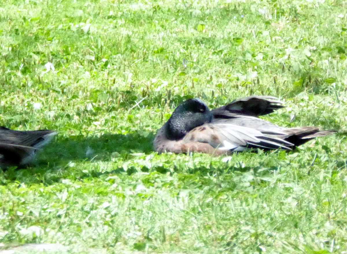 American Wigeon - ML166696001