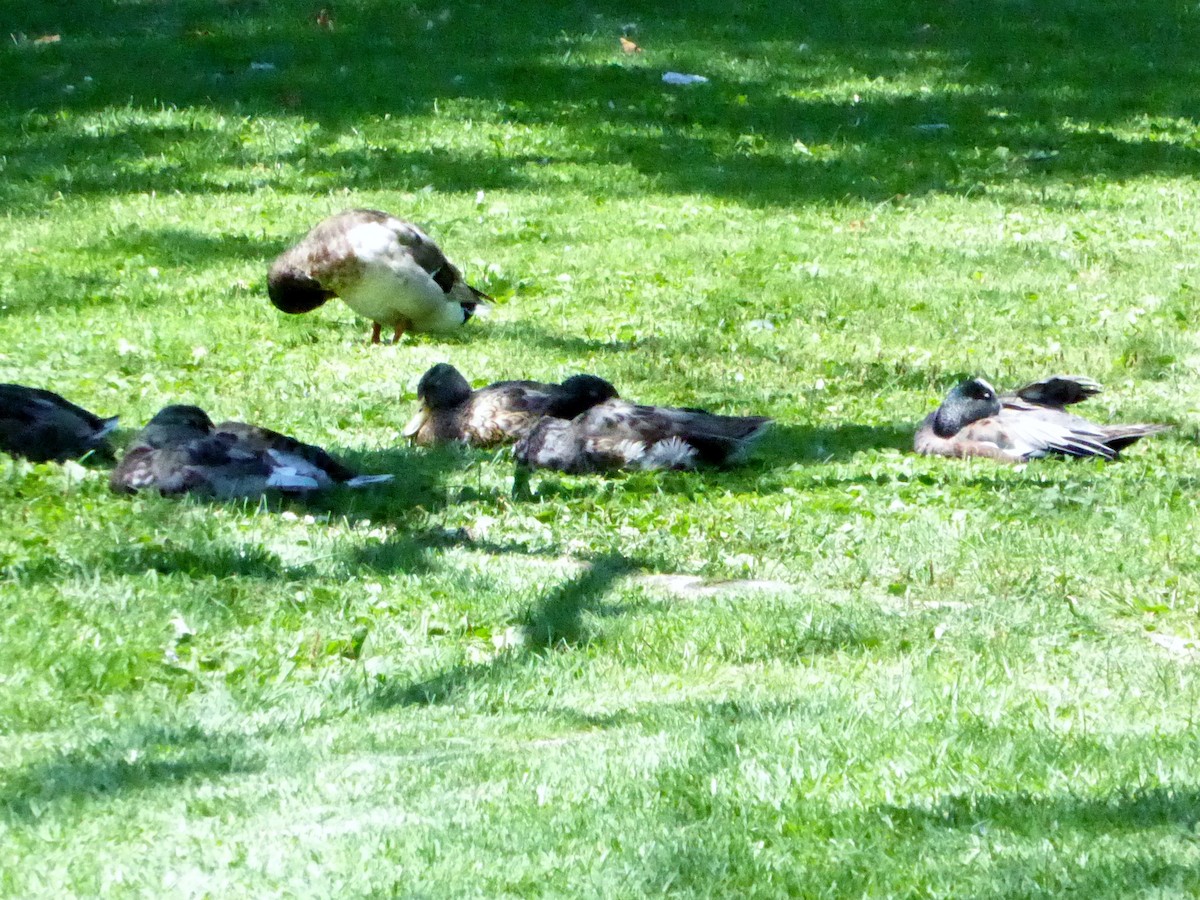 American Wigeon - ML166696011