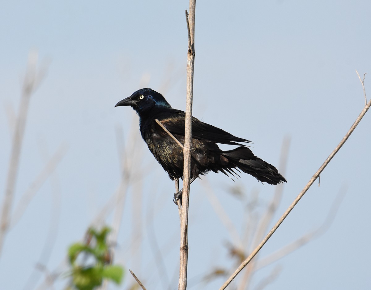 Common Grackle - ML166696241