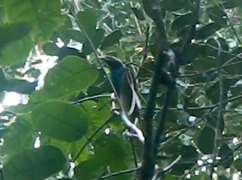 Вымпеловая райская птица - ML166698411