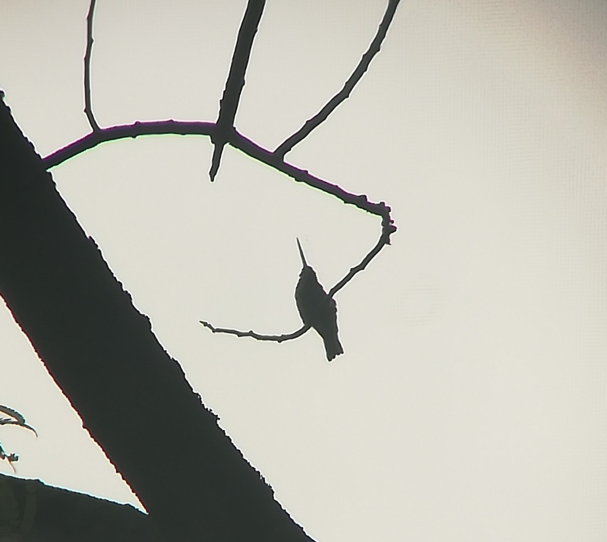 Long-billed Starthroat - Alson Ovando