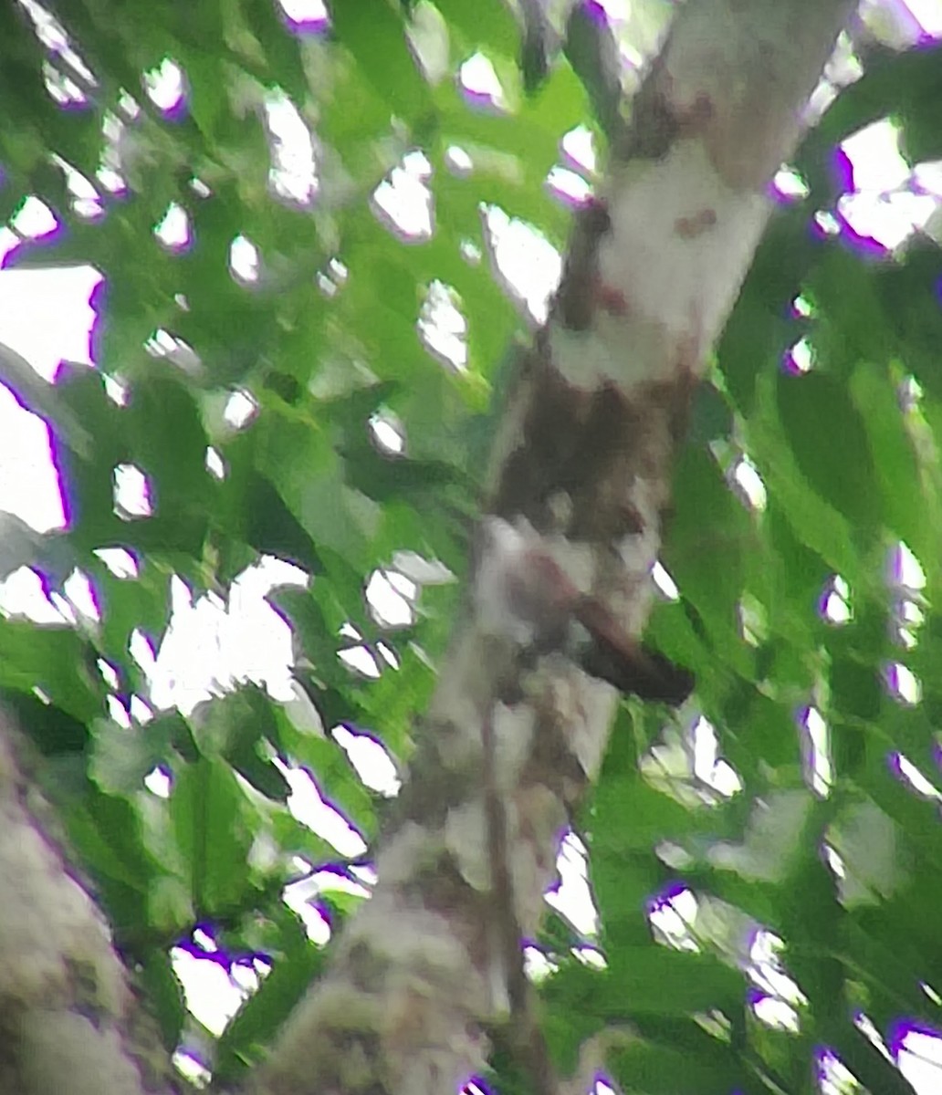 Colibrí Piquilargo - ML166700201