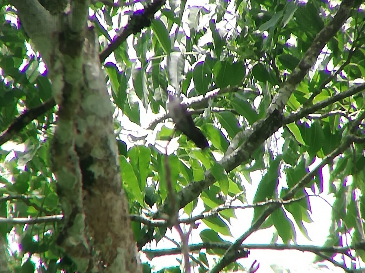 Colibrí Piquilargo - ML166700571