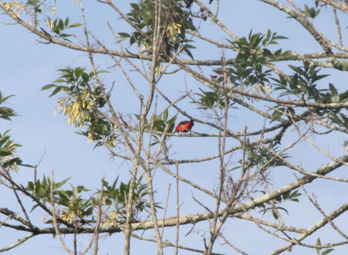 Piranga écarlate - ML166703251