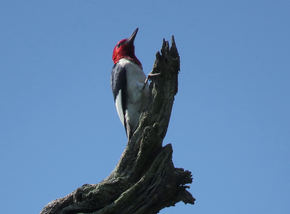 Pic à tête rouge - ML166705041