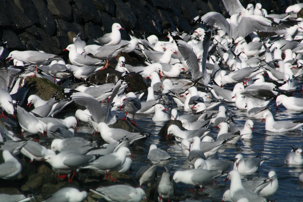 Silver Gull (Red-billed) - Jasen Liu