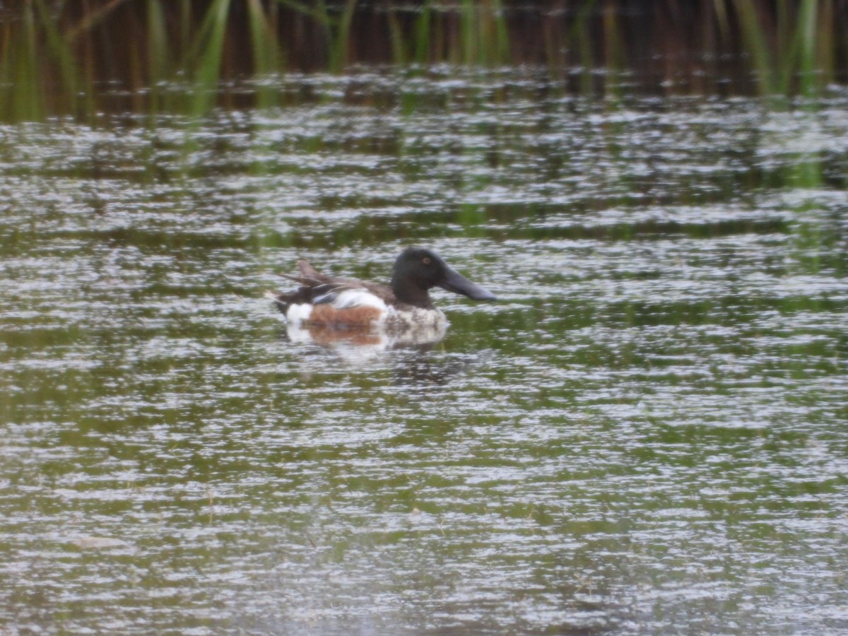 Northern Shoveler - ML166709291