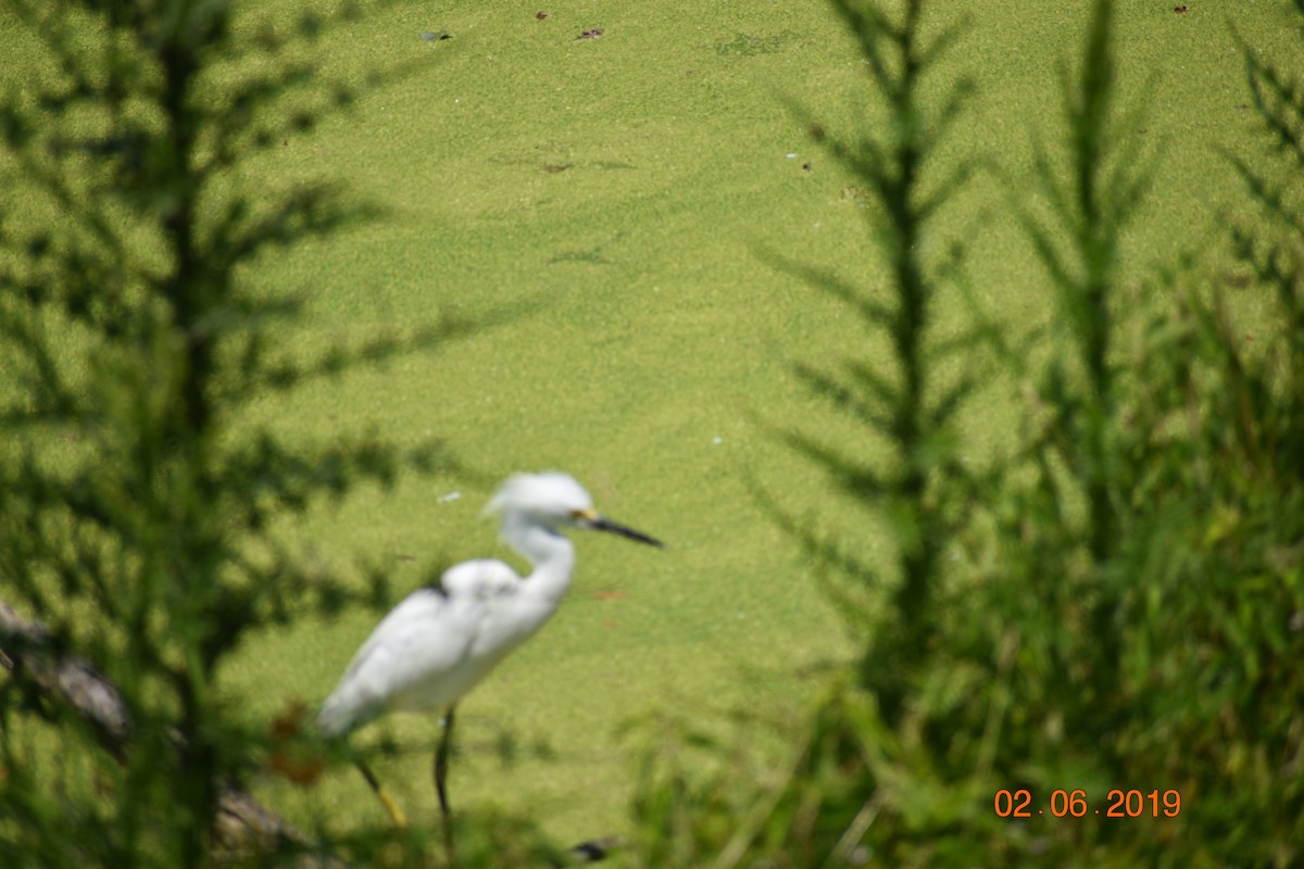 Snowy Egret - John Cassell