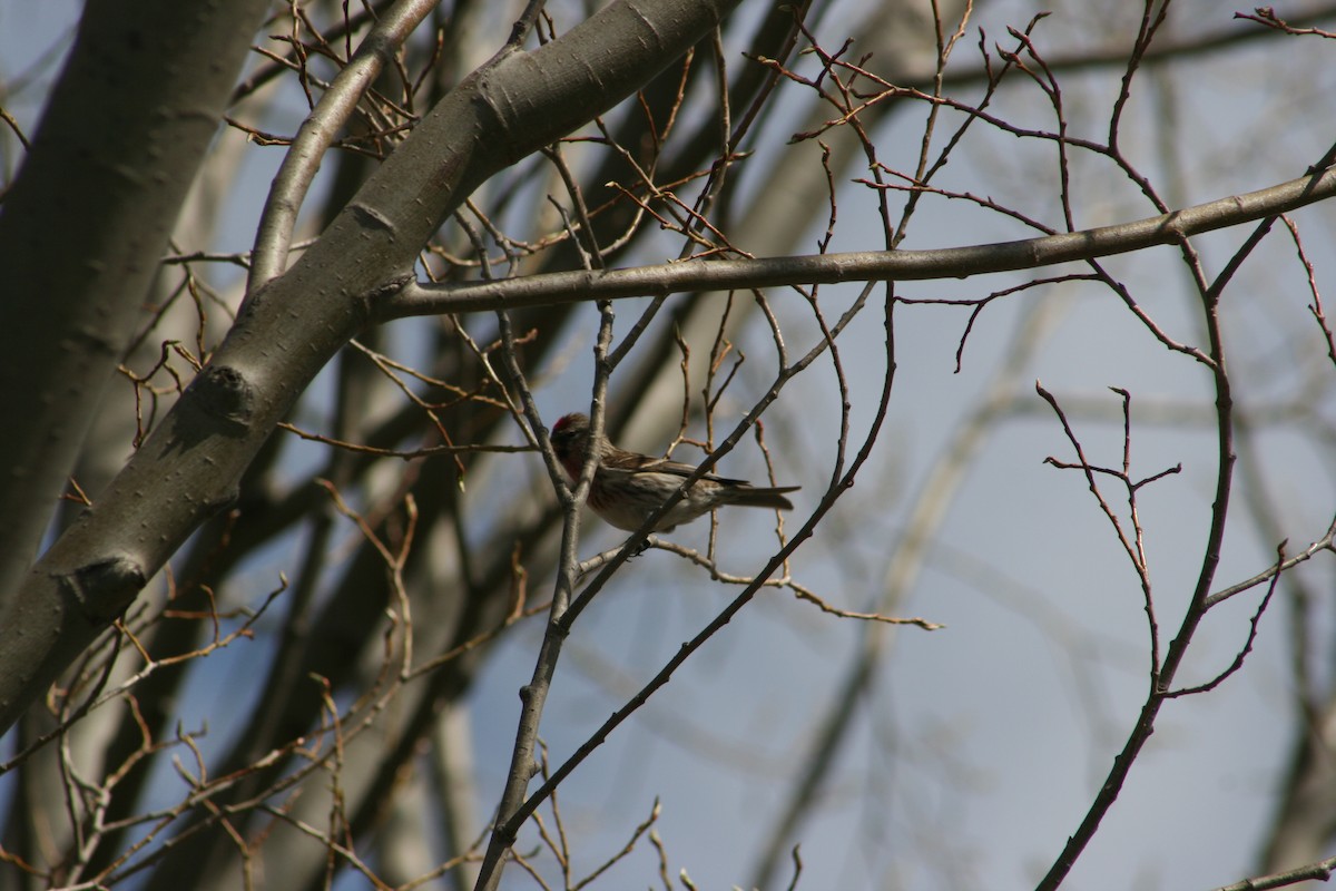 Lesser Redpoll - ML166710011