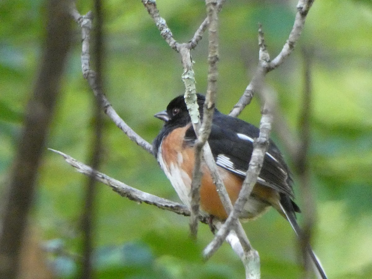 Eastern Towhee - ML166710491