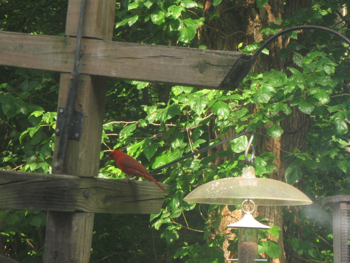 Northern Cardinal - Gregory Allen