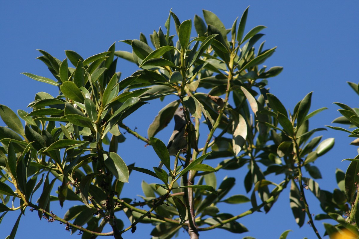 Gray Gerygone - ML166711081