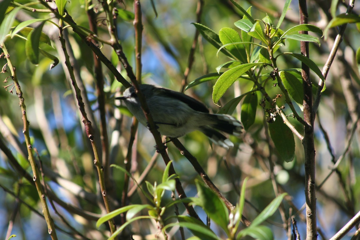 Gray Gerygone - ML166711171