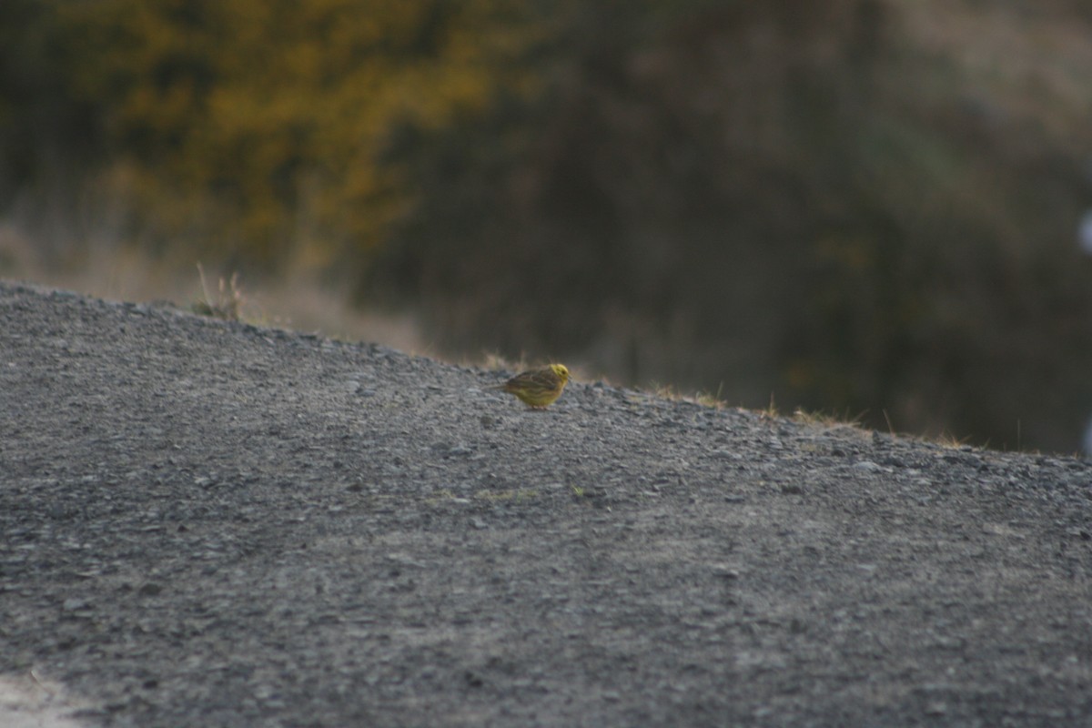 Yellowhammer - ML166715031