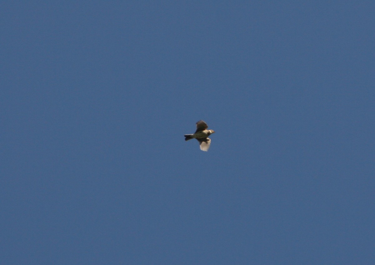Eurasian Skylark - ML166715231