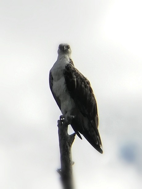 Águila Pescadora - ML166716141