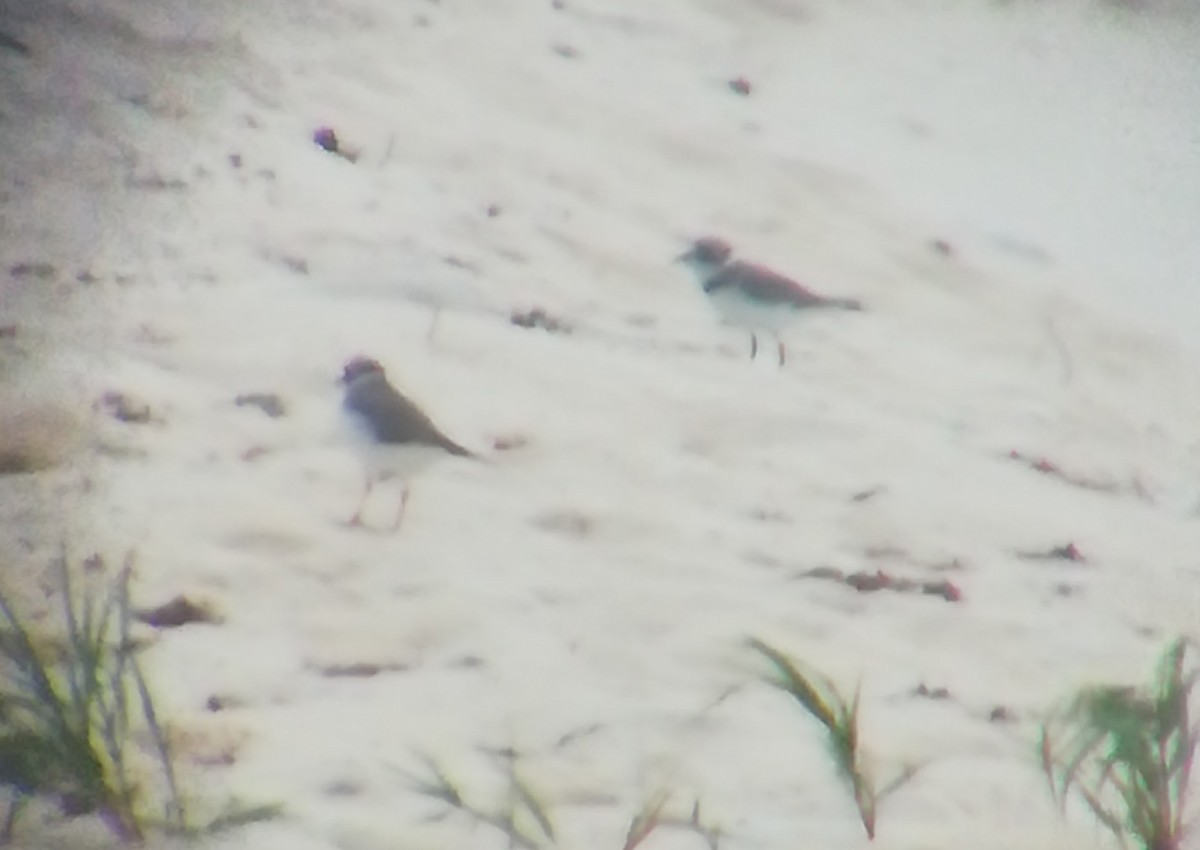 Semipalmated Plover - ML166717551