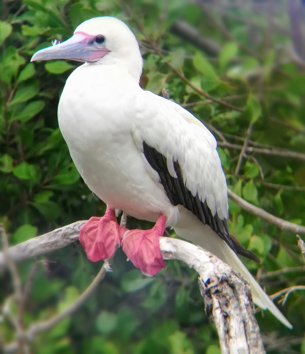 Red-footed Booby - Alson Ovando