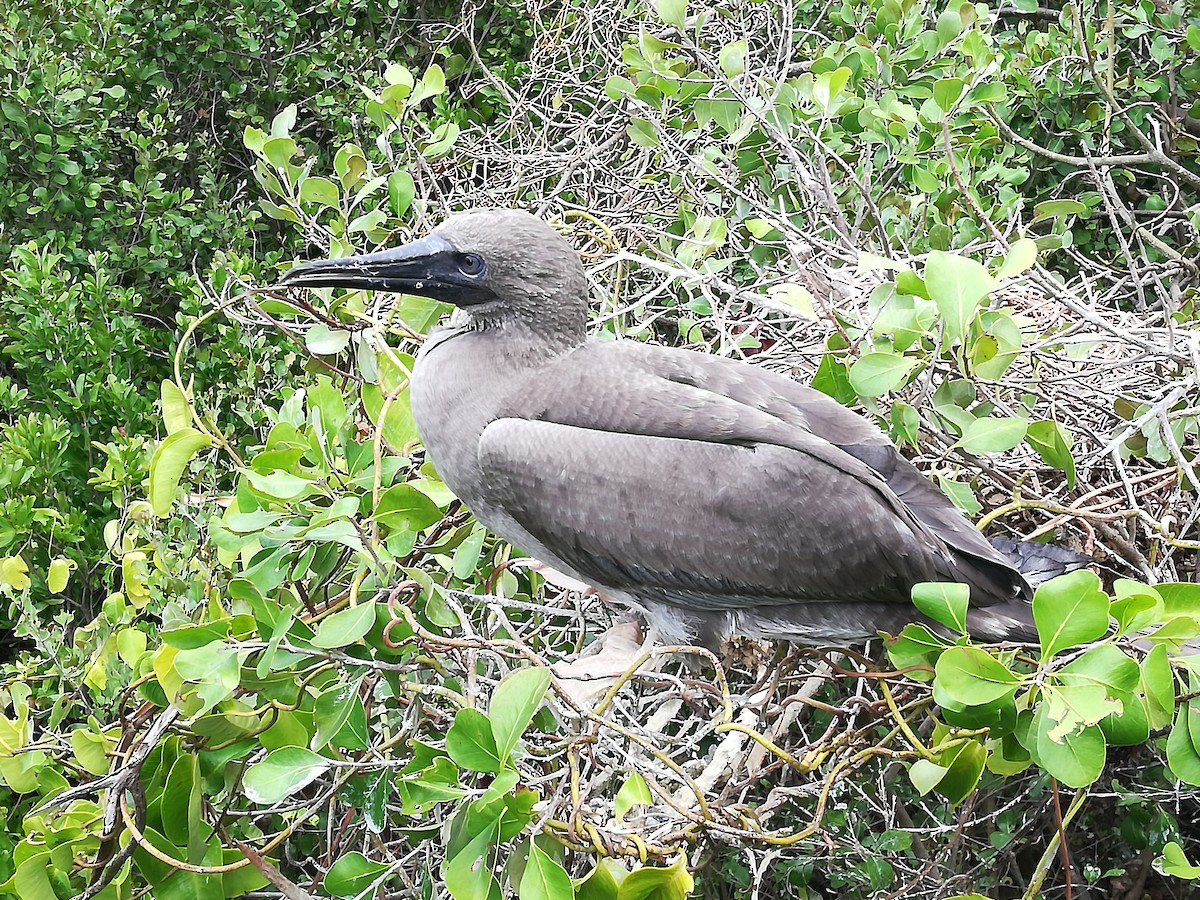 Red-footed Booby - Alson Ovando