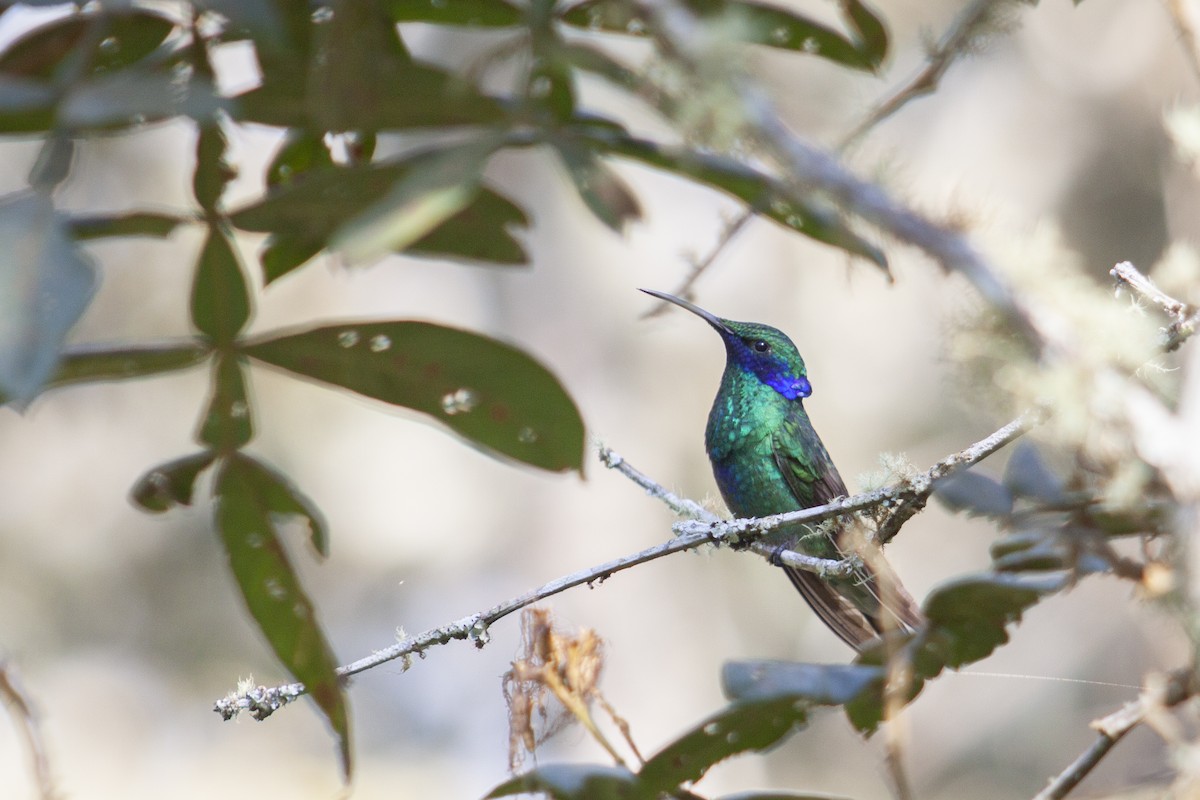 Sparkling Violetear - Jeff 'JP' Peters