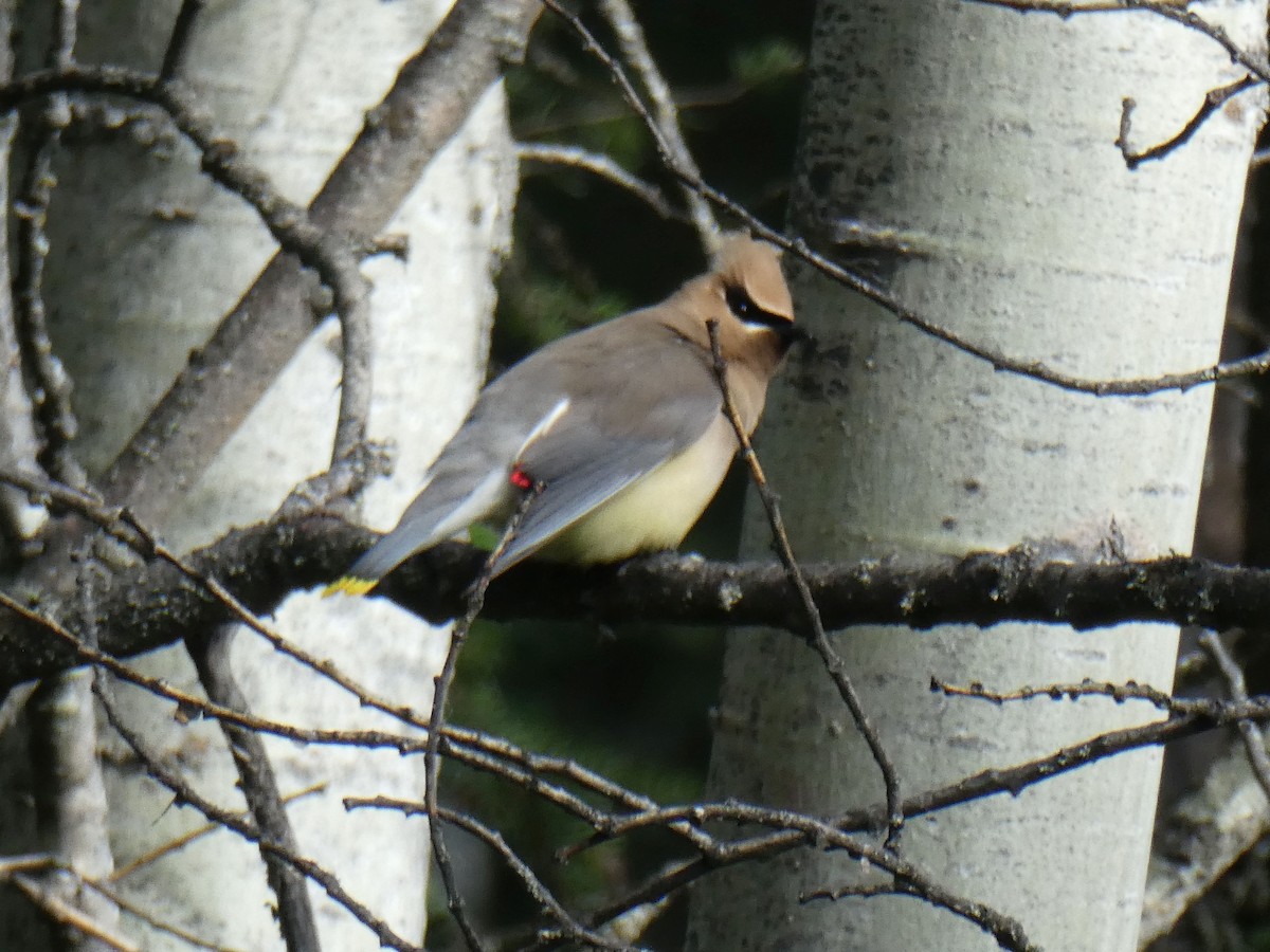 Cedar Waxwing - ML166720241