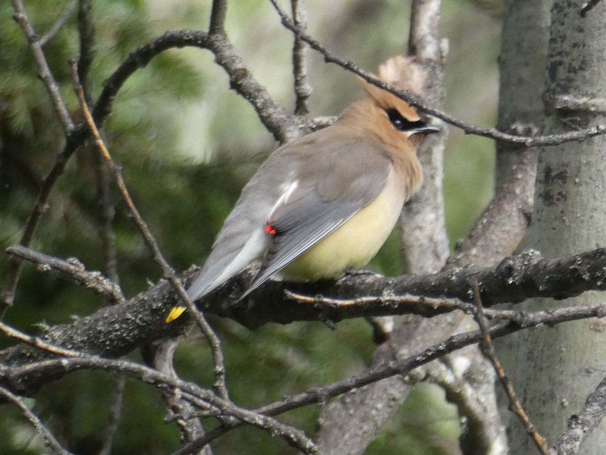 Cedar Waxwing - ML166720261