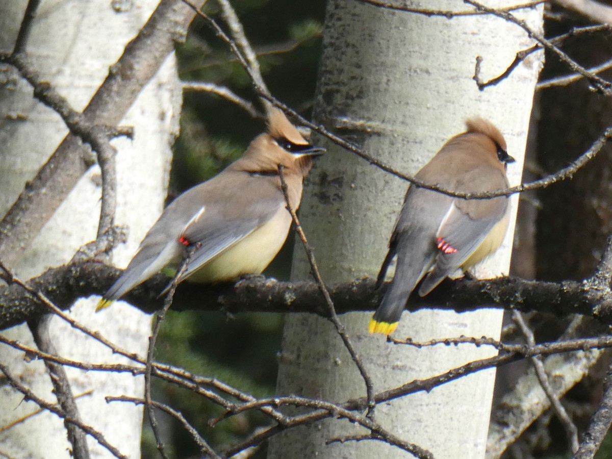 Cedar Waxwing - ML166720271