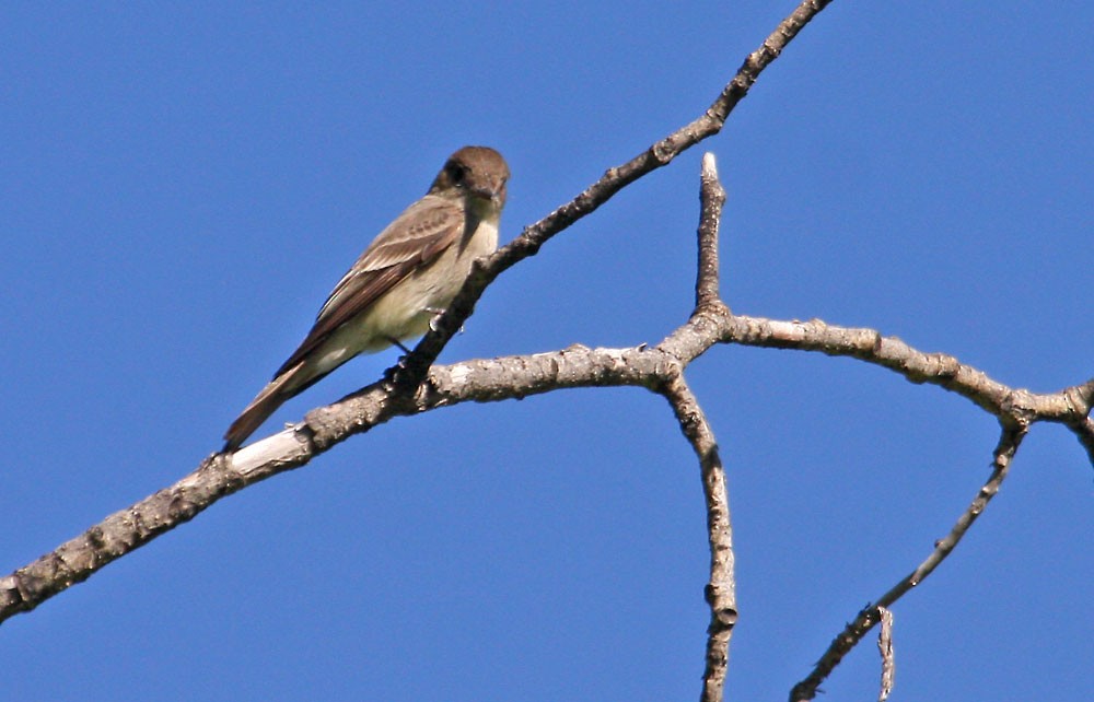 Western Wood-Pewee - ML166724491