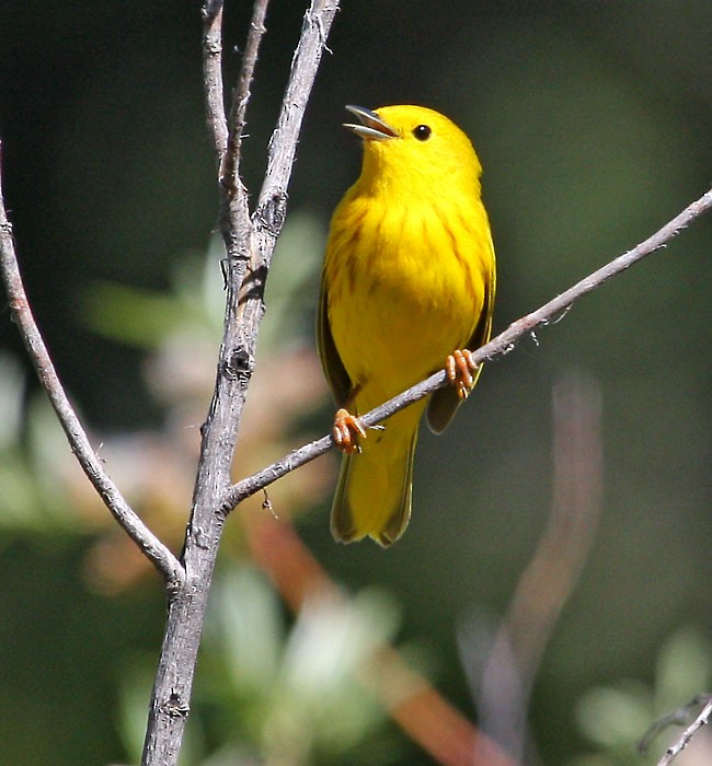 Yellow Warbler - ML166724961