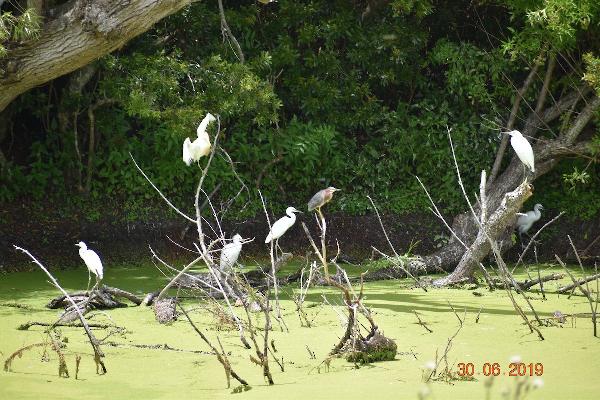 Snowy Egret - John Cassell