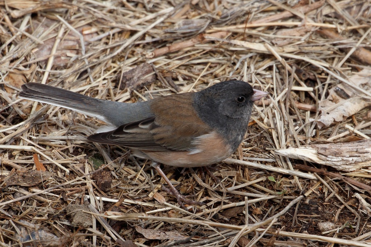 Dark-eyed Junco - ML166726131