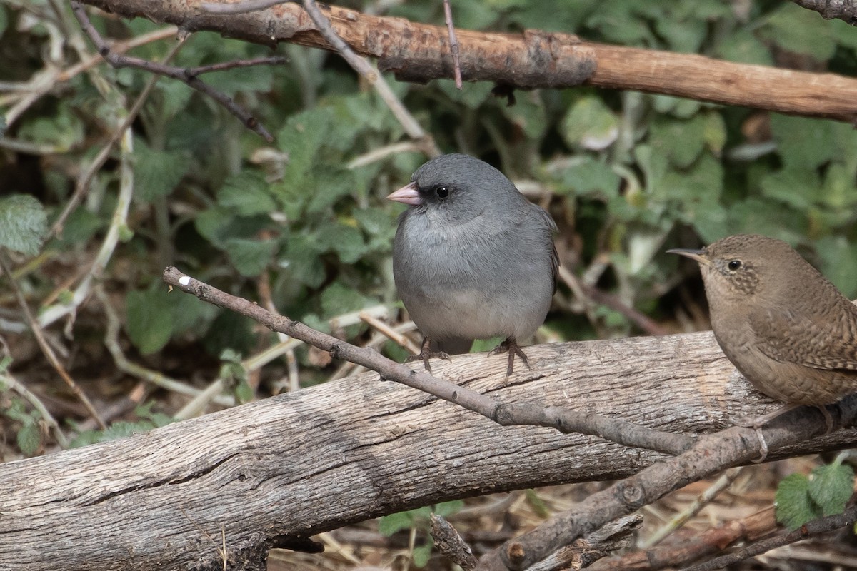 Dark-eyed Junco - ML166726281