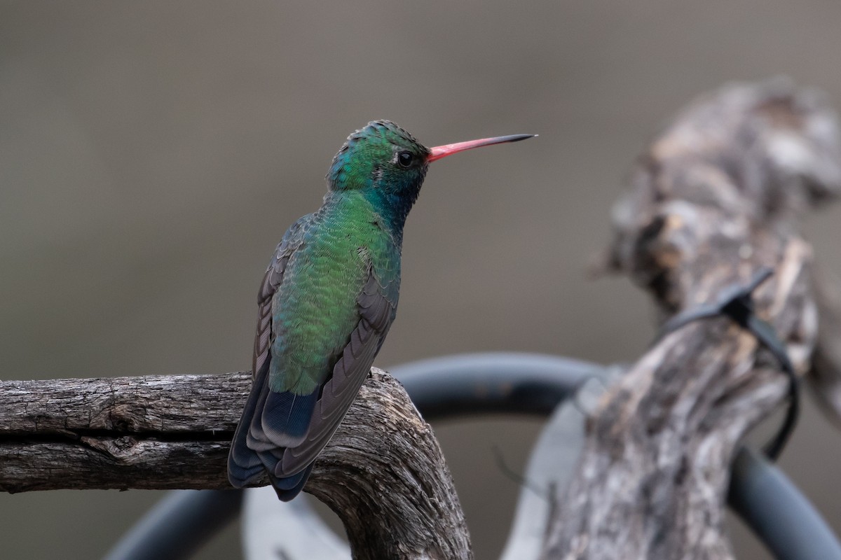 Broad-billed Hummingbird - ML166726491