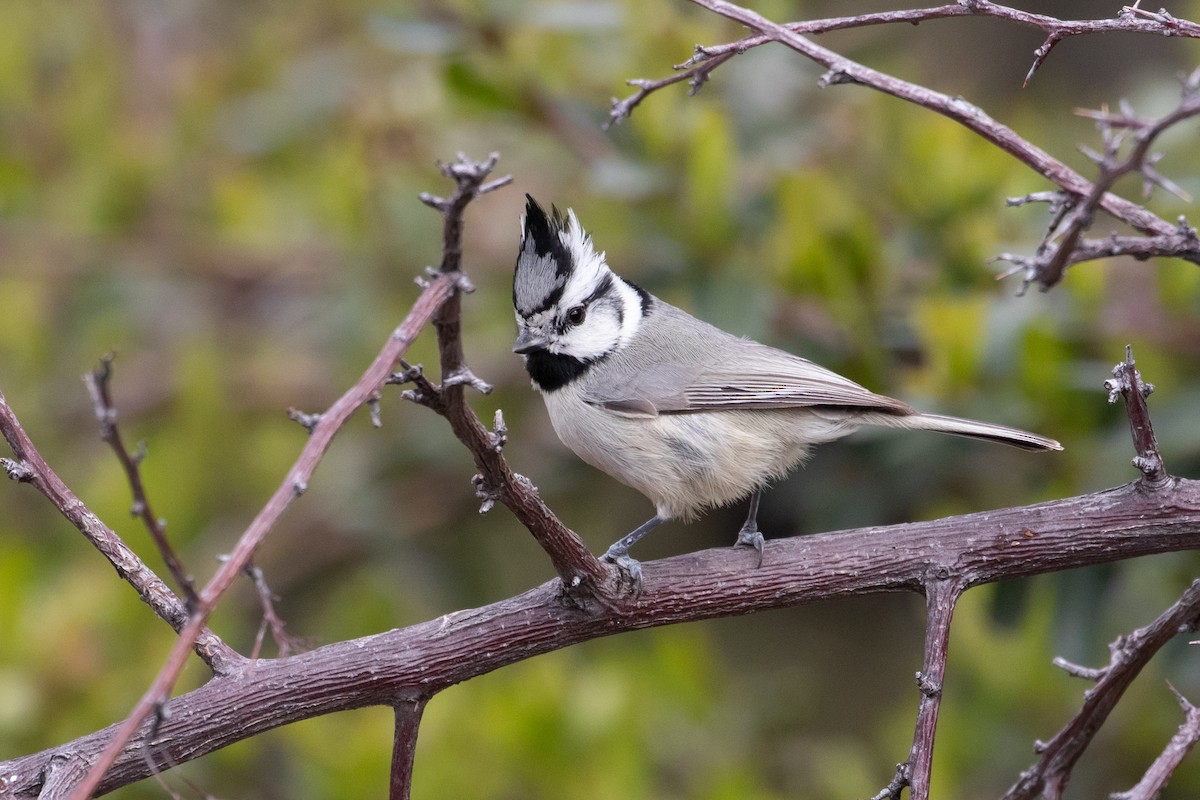 Bridled Titmouse - ML166726501