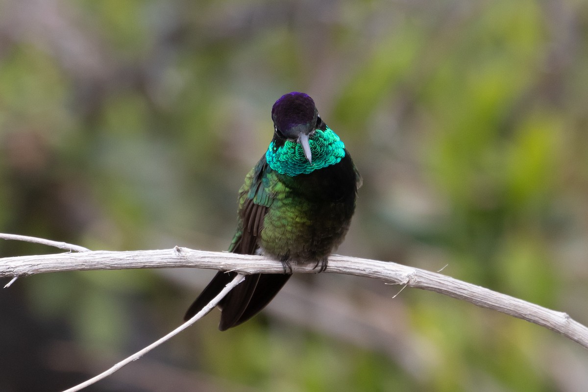 Rivoli's Hummingbird - ML166726531