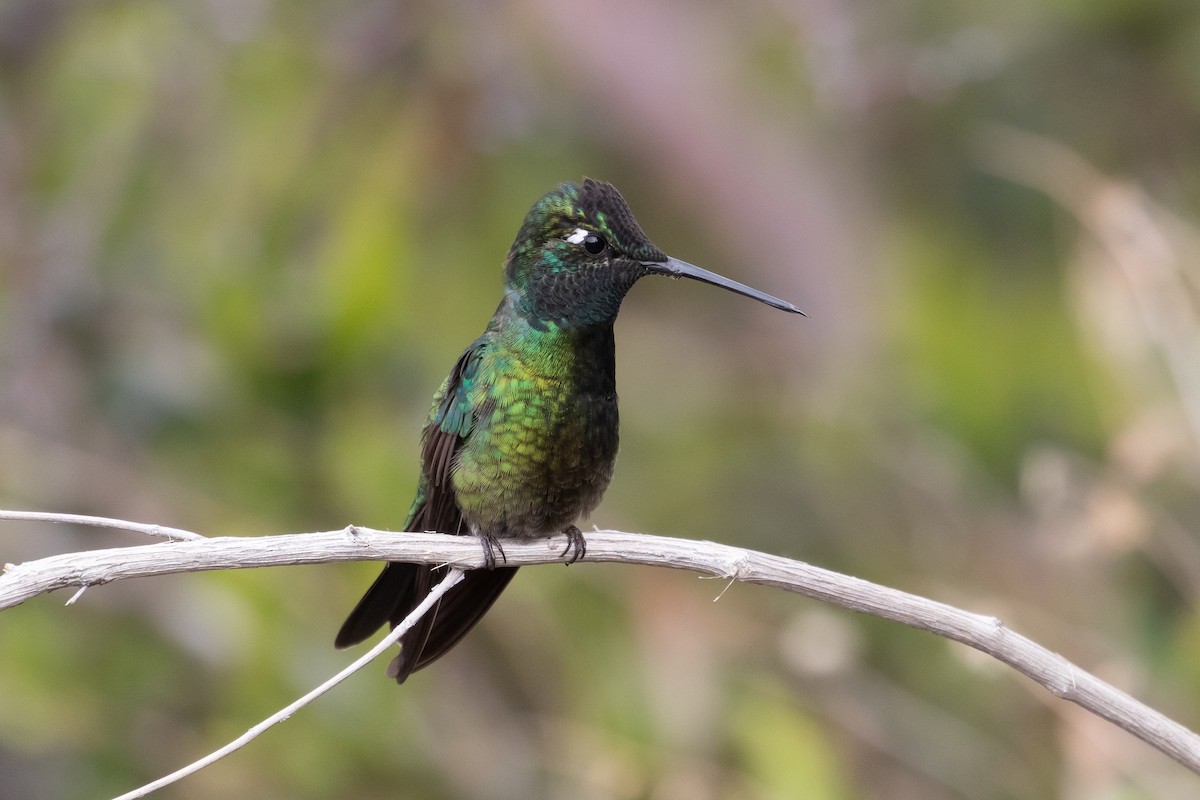 Rivoli's Hummingbird - ML166726561