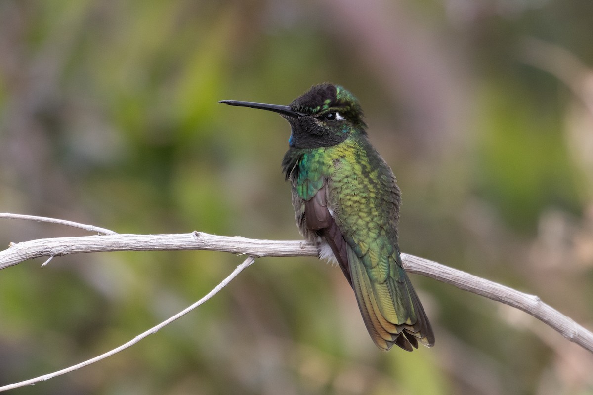 Rivoli's Hummingbird - ML166726581