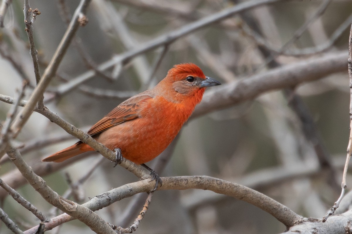 Hepatic Tanager - ML166726591