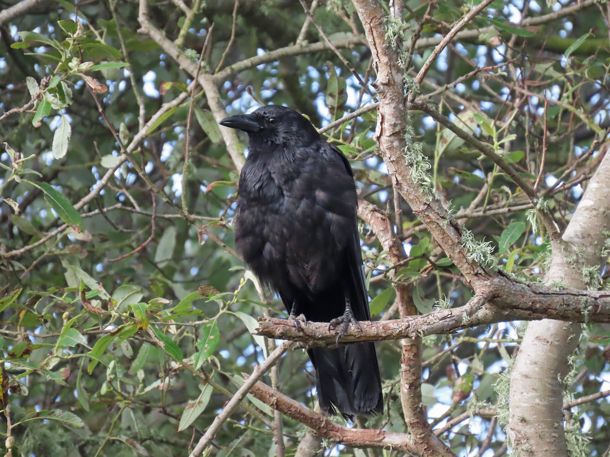 American Crow - ML166729041