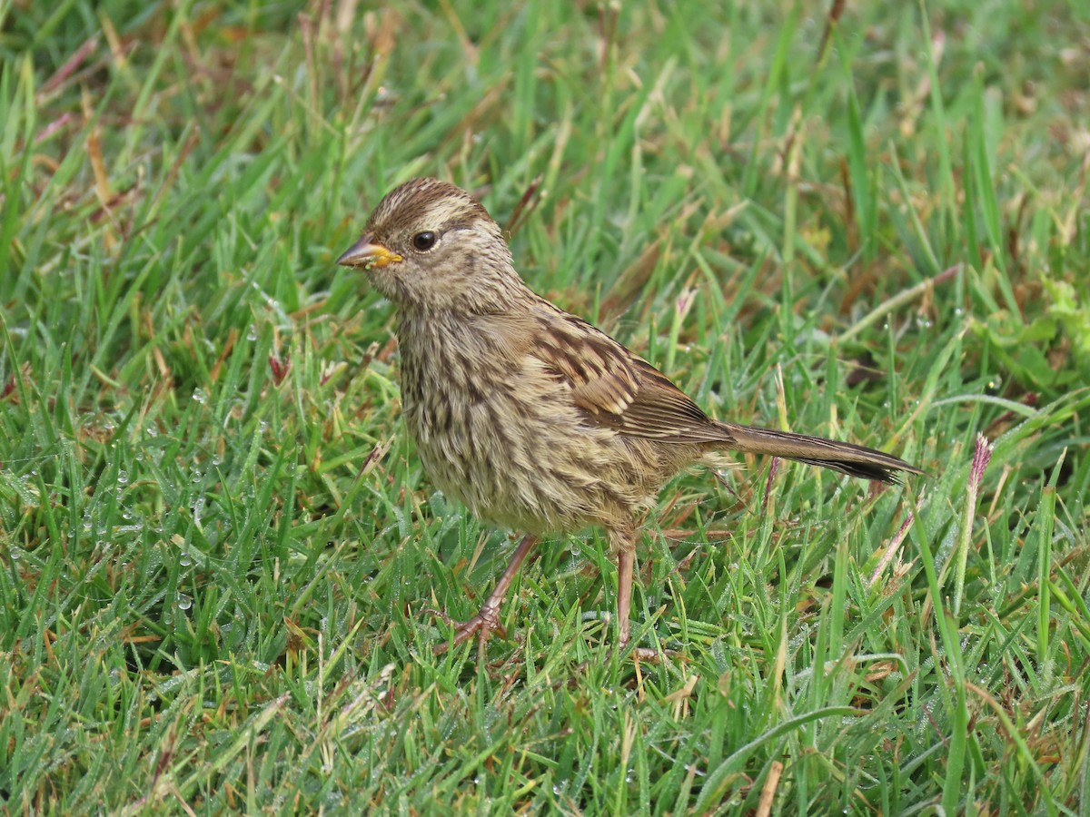 White-crowned Sparrow (nuttalli) - Tom Edell