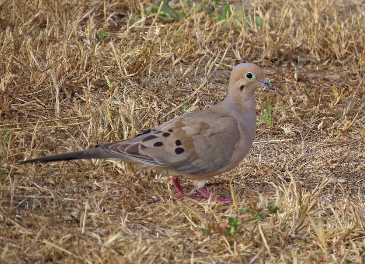 Mourning Dove - ML166729291