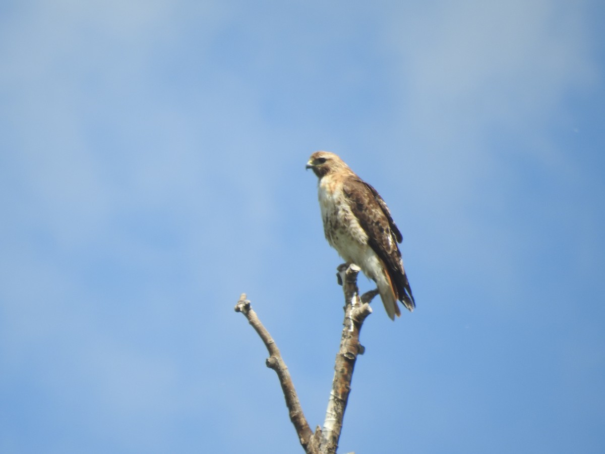 Red-tailed Hawk - ML166731351