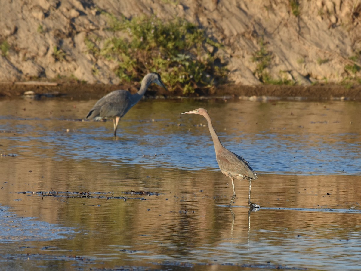 Reddish Egret - ML166733461