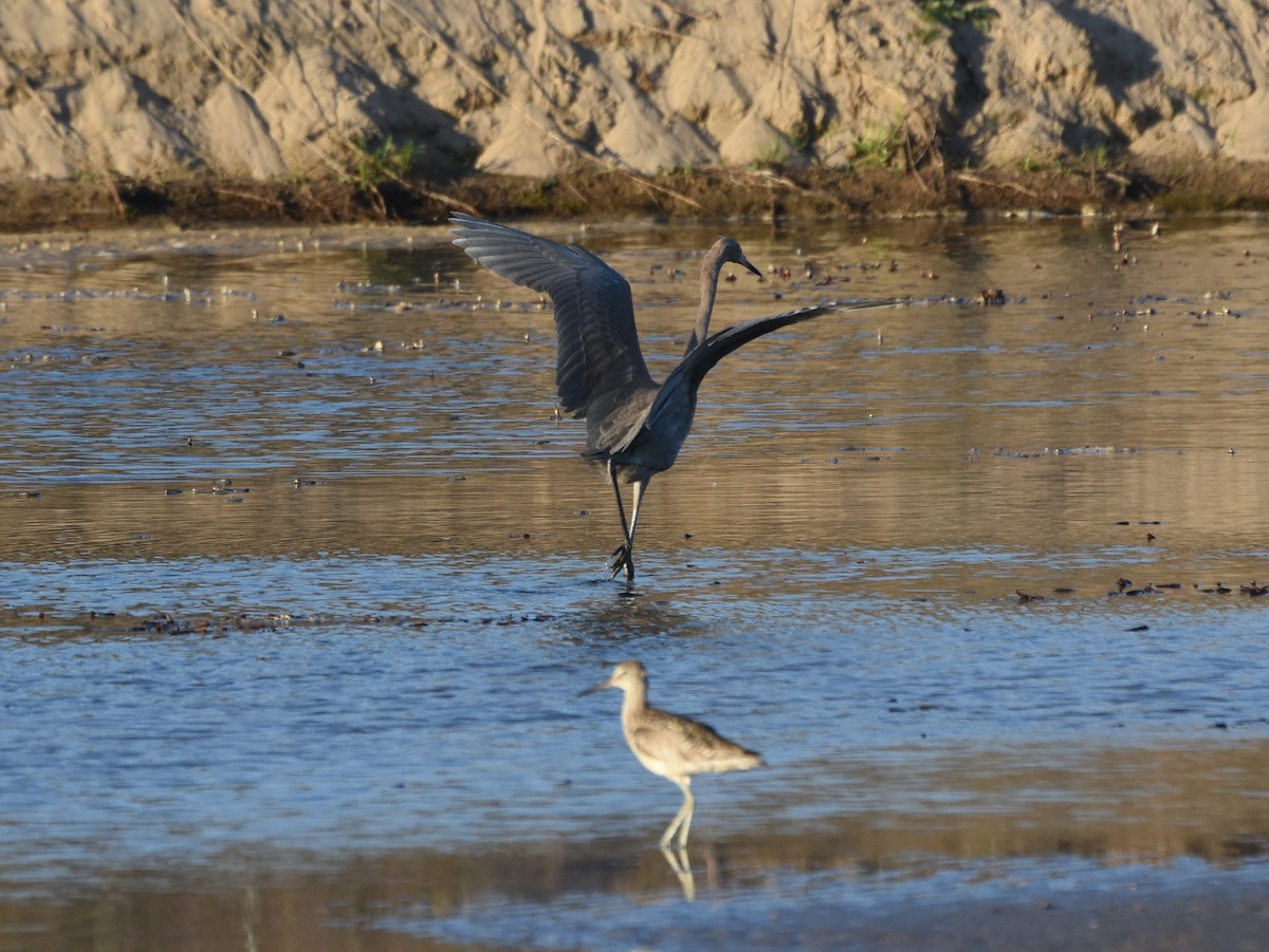 Reddish Egret - Kevin Lapp