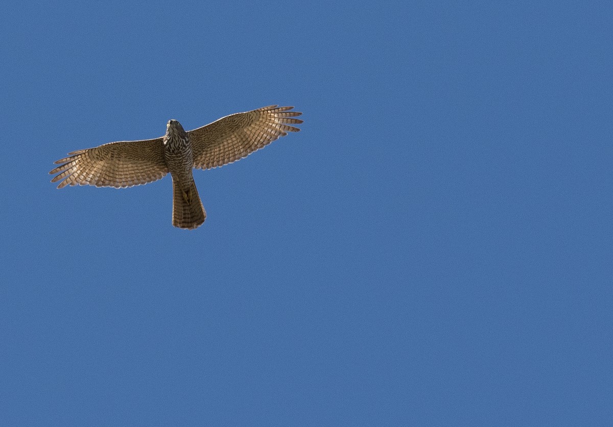 Brown Goshawk - Chris Barnes