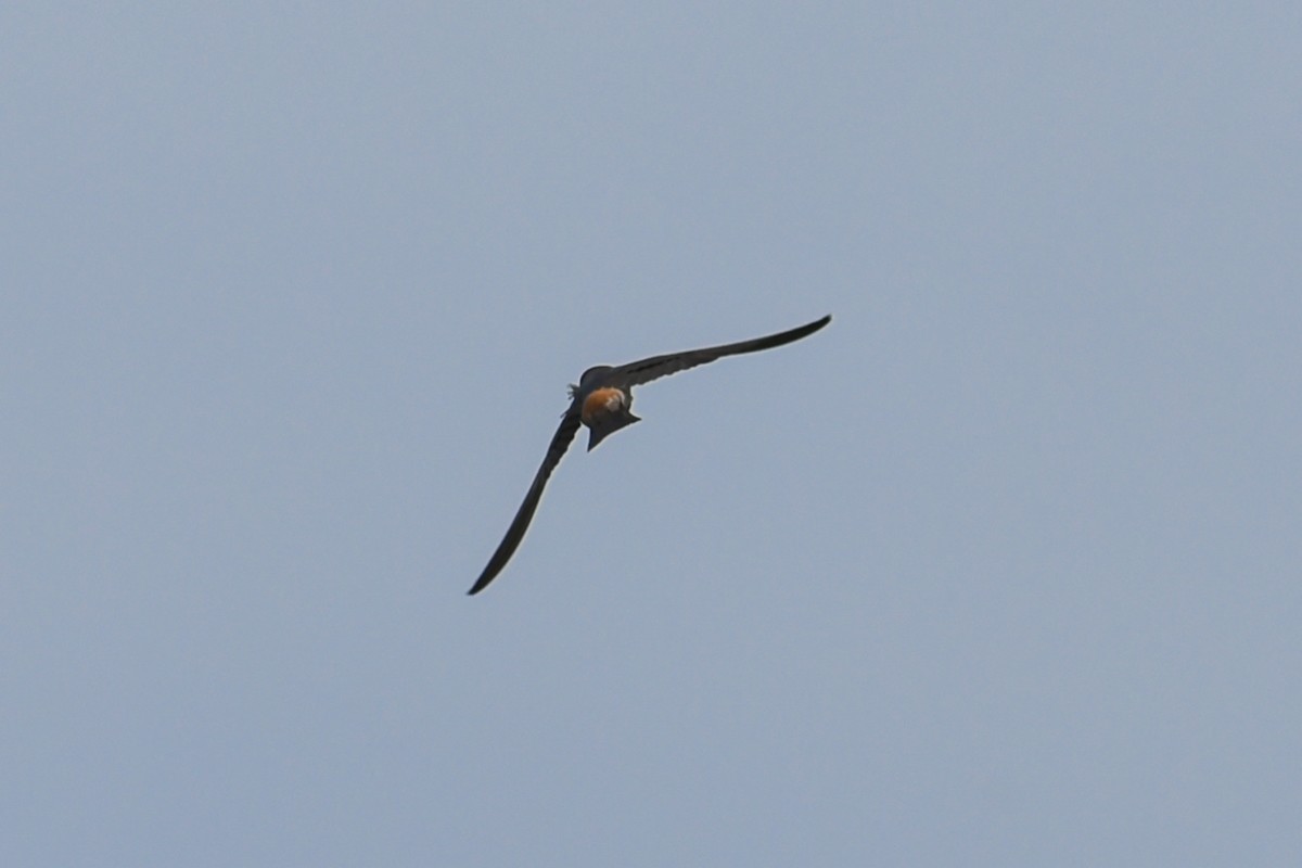 Cliff Swallow - ML166736591