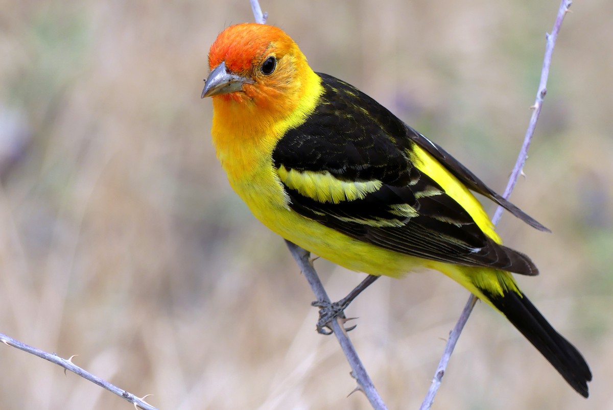 Western Tanager - ML166737691