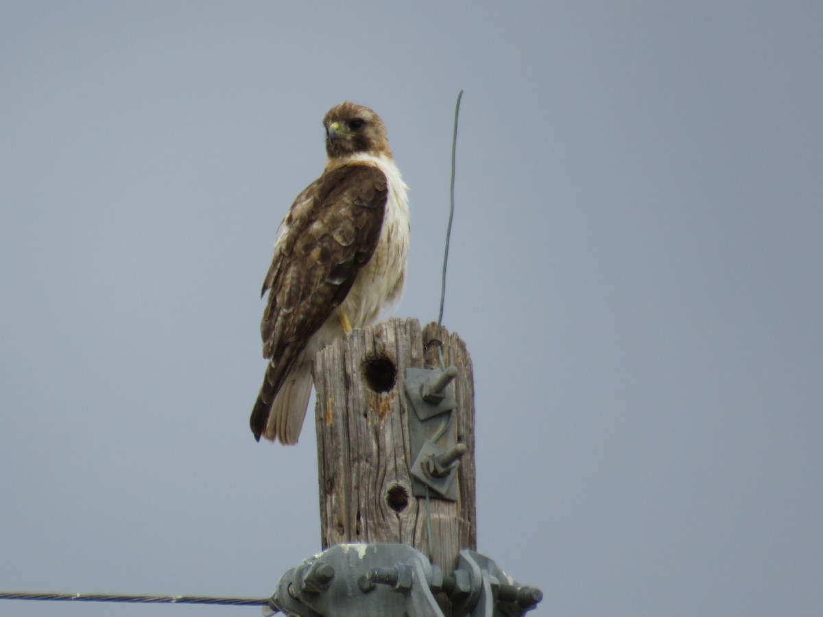 Red-tailed Hawk - Vineeta Dixit