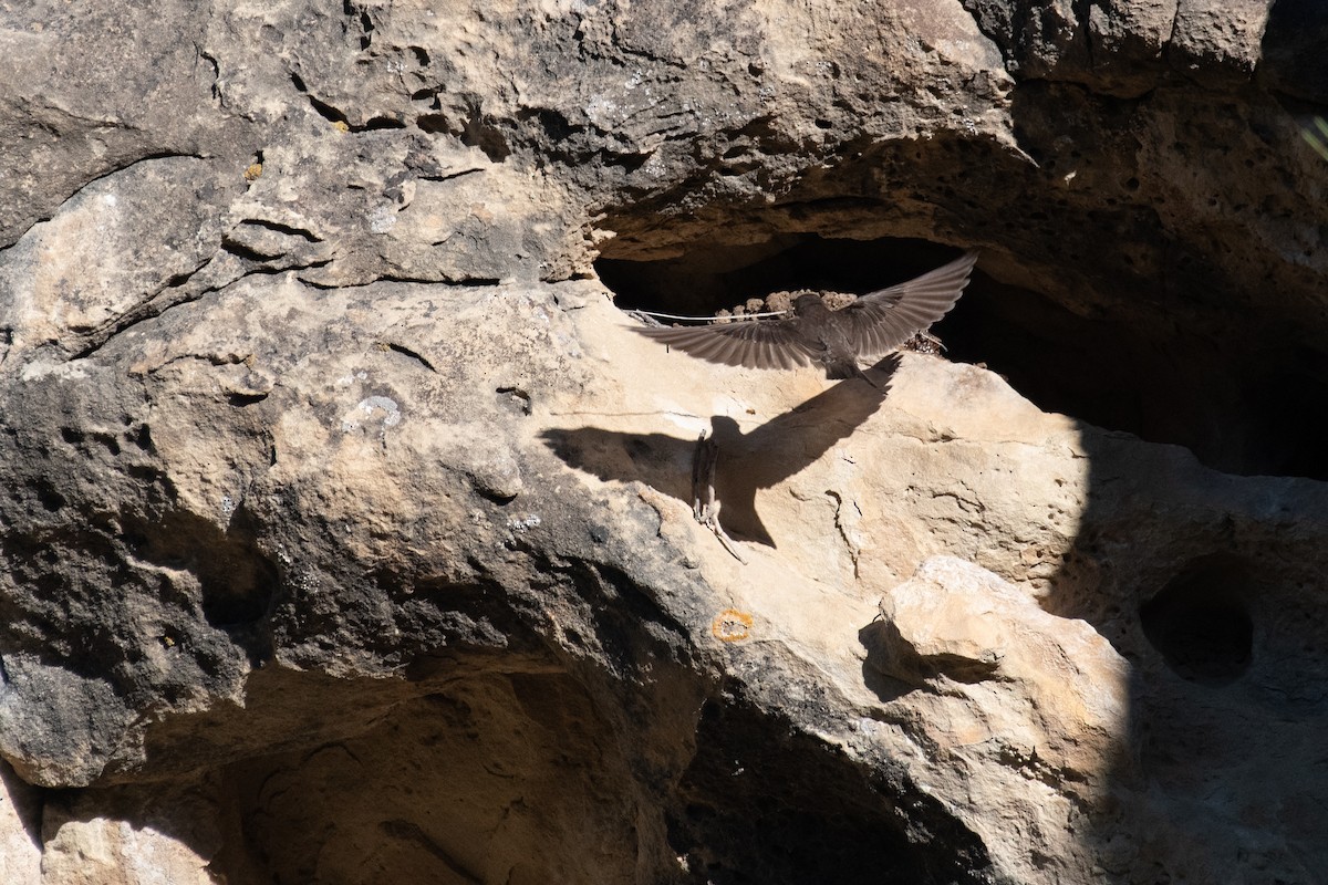 Northern Rough-winged Swallow - ML166738571