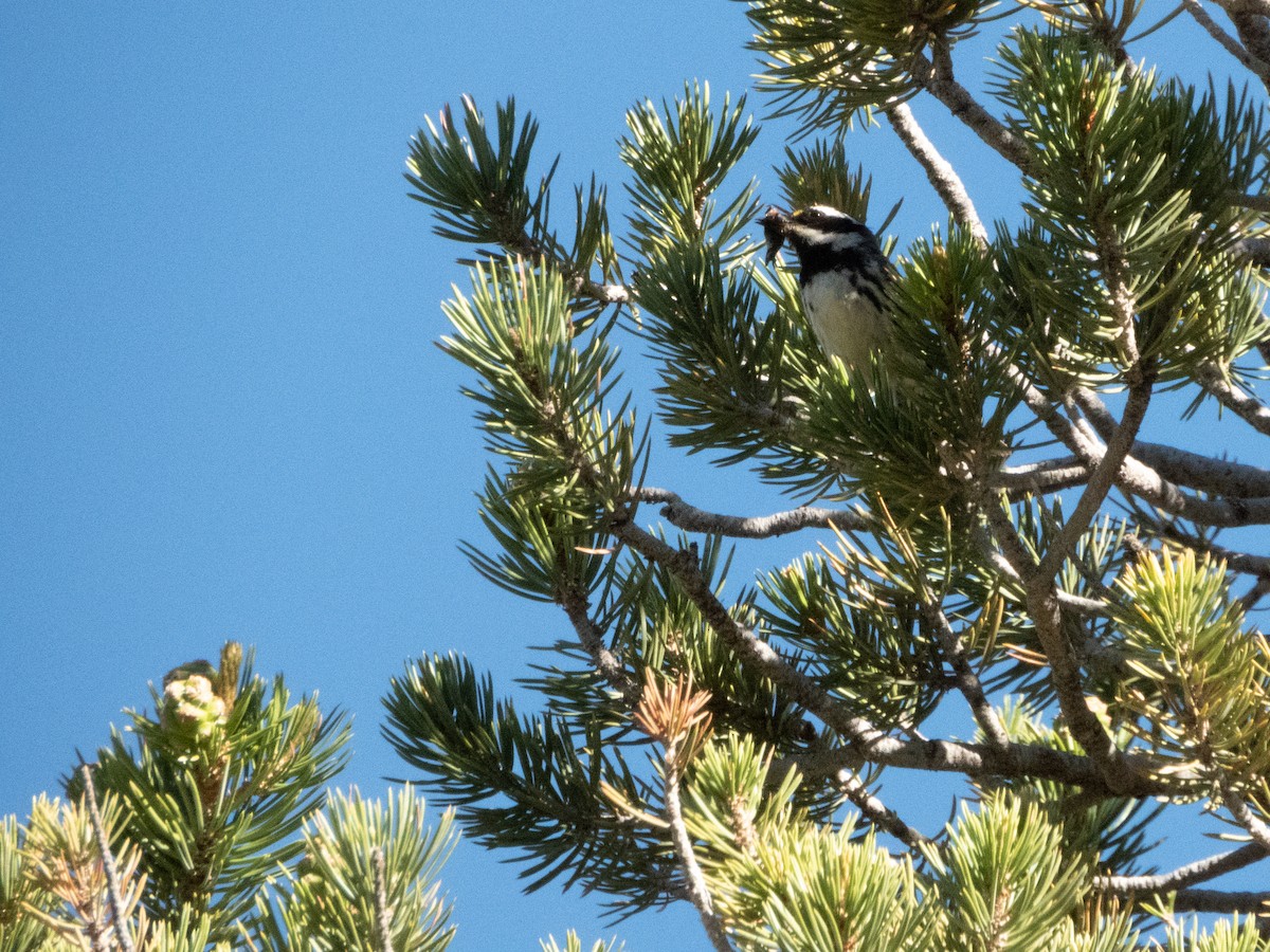 Black-throated Gray Warbler - ML166739281